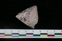 藏品(細紋鐘螺)的圖片